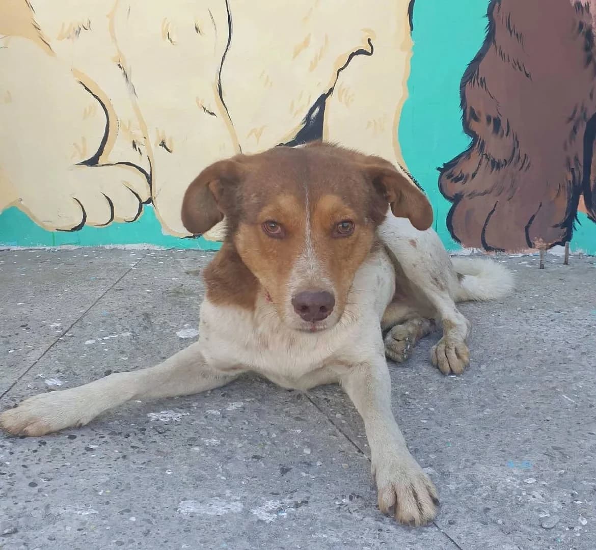 Rebel, Alb male 3yo Mixed Breed for adoption at ASPA București — Catalog Câini