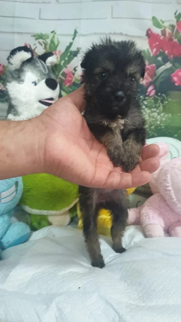 Gracie, Gri female puppy Mixed Breed for adoption at ASPA București — Catalog Câini