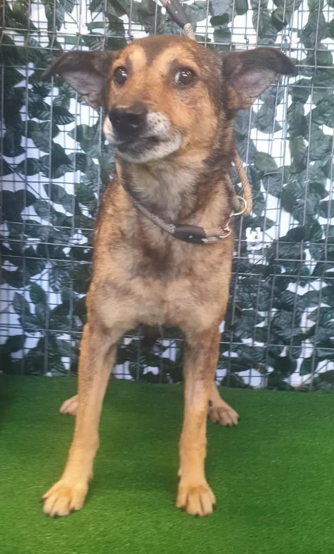 Thor, Maro male senior Mixed Breed for adoption at ASPA București — Catalog Câini