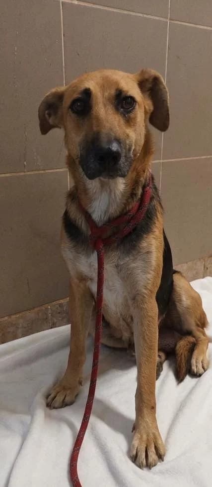 Honey, Negru female young Mixed Breed for adoption at ASPA București — Catalog Câini