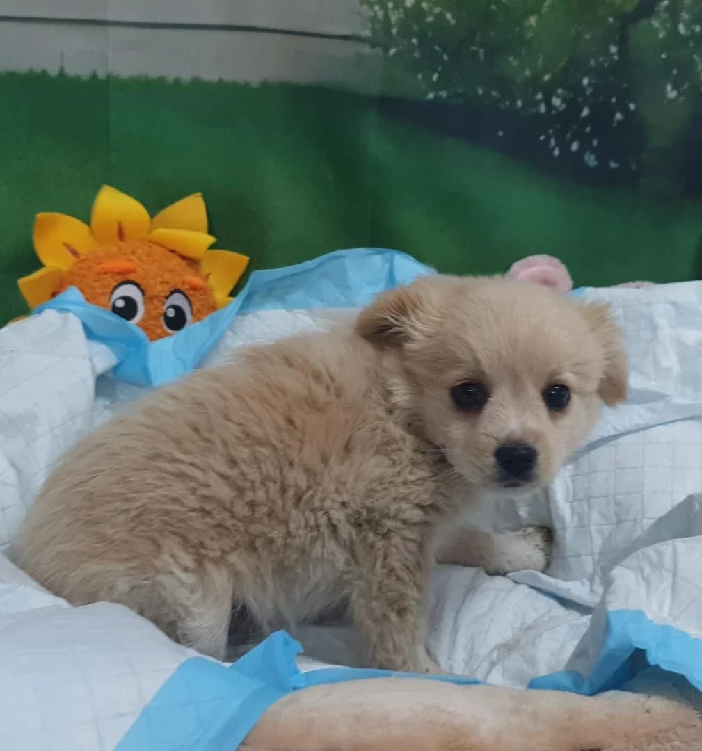 Jack, CREM male puppy Mixed Breed for adoption at ASPA București — Catalog Câini