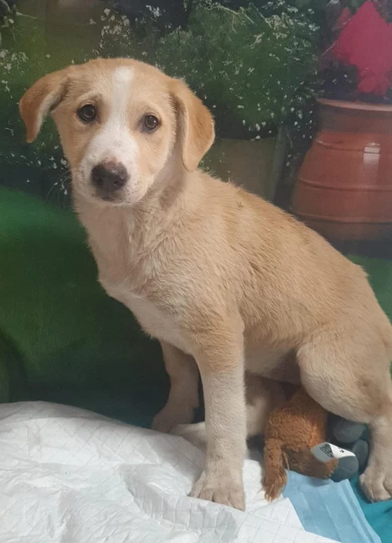 Luna, Bej female puppy Mixed Breed for adoption at ASPA București — Catalog Câini