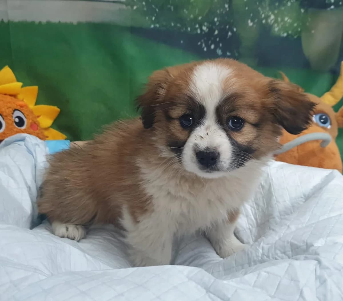 Bella, Maro female puppy Mixed Breed for adoption at ASPA București — Catalog Câini