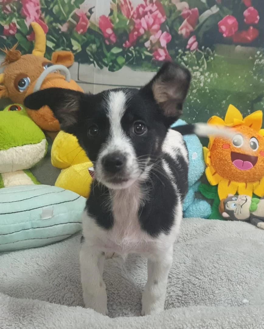 Bella, Alb female puppy Mixed Breed for adoption at ASPA București — Catalog Câini