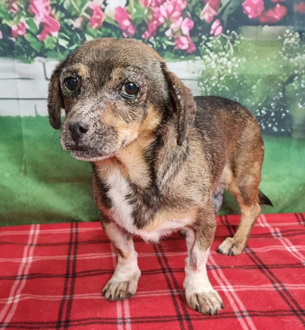Robin, Bej male 7yo Mixed Breed for adoption at ASPA București — Catalog Câini
