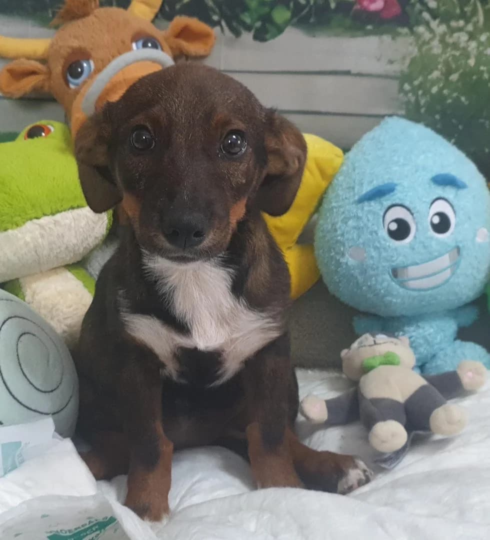 Roxy, Maro female puppy Mixed Breed for adoption at ASPA București — Catalog Câini