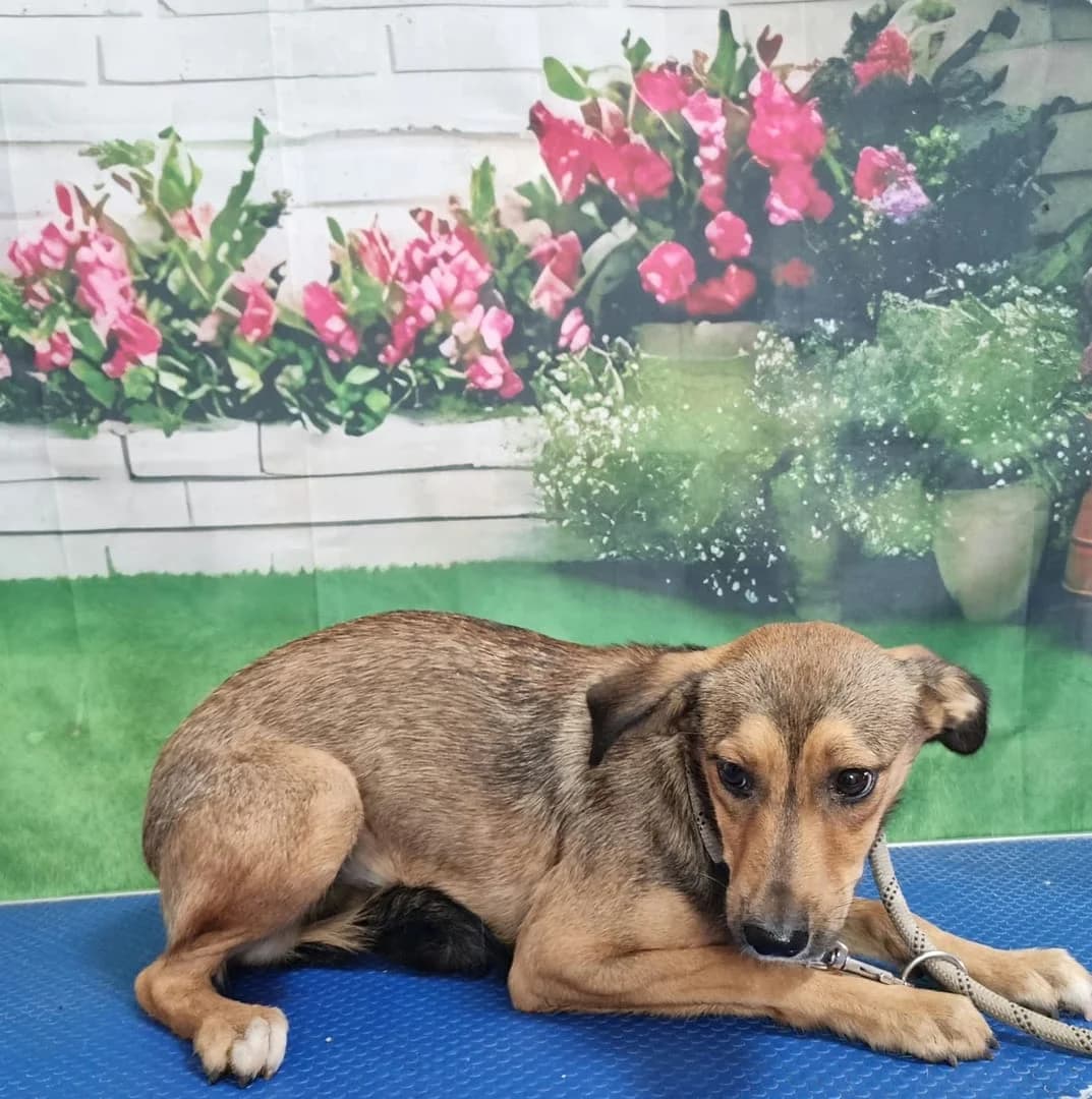 Cati, Bej female puppy Mixed Breed for adoption at ASPA București — Catalog Câini