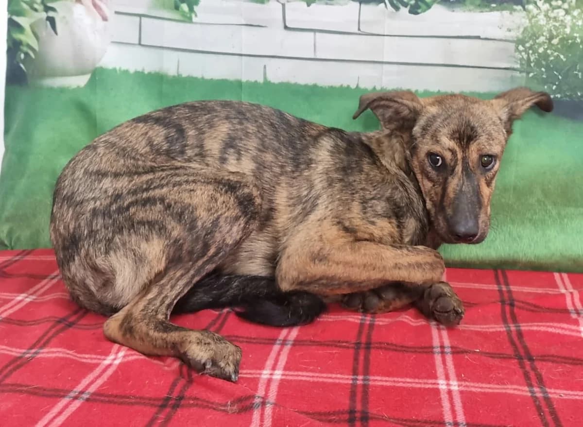 Vera, Maro female puppy Mixed Breed for adoption at ASPA București — Catalog Câini