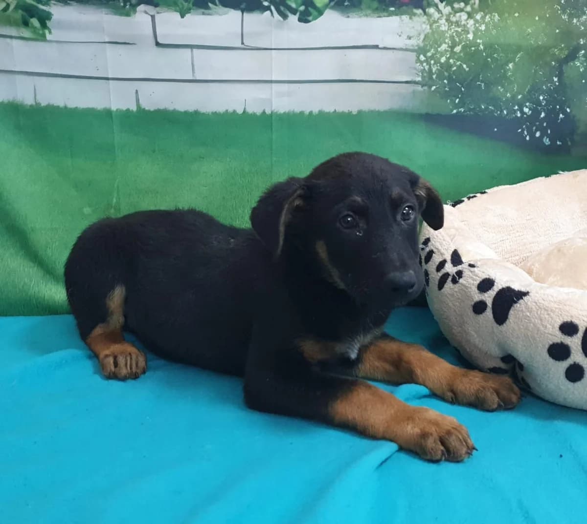 Blaze, Negru male puppy Mixed Breed for adoption at ASPA București — Catalog Câini