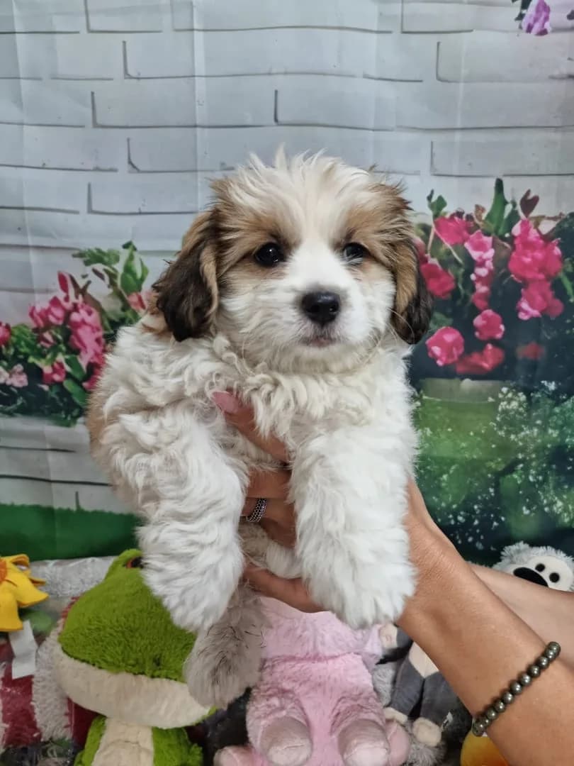 Câine, Alb male puppy Mixed Breed for adoption at ASPA București — Catalog Câini