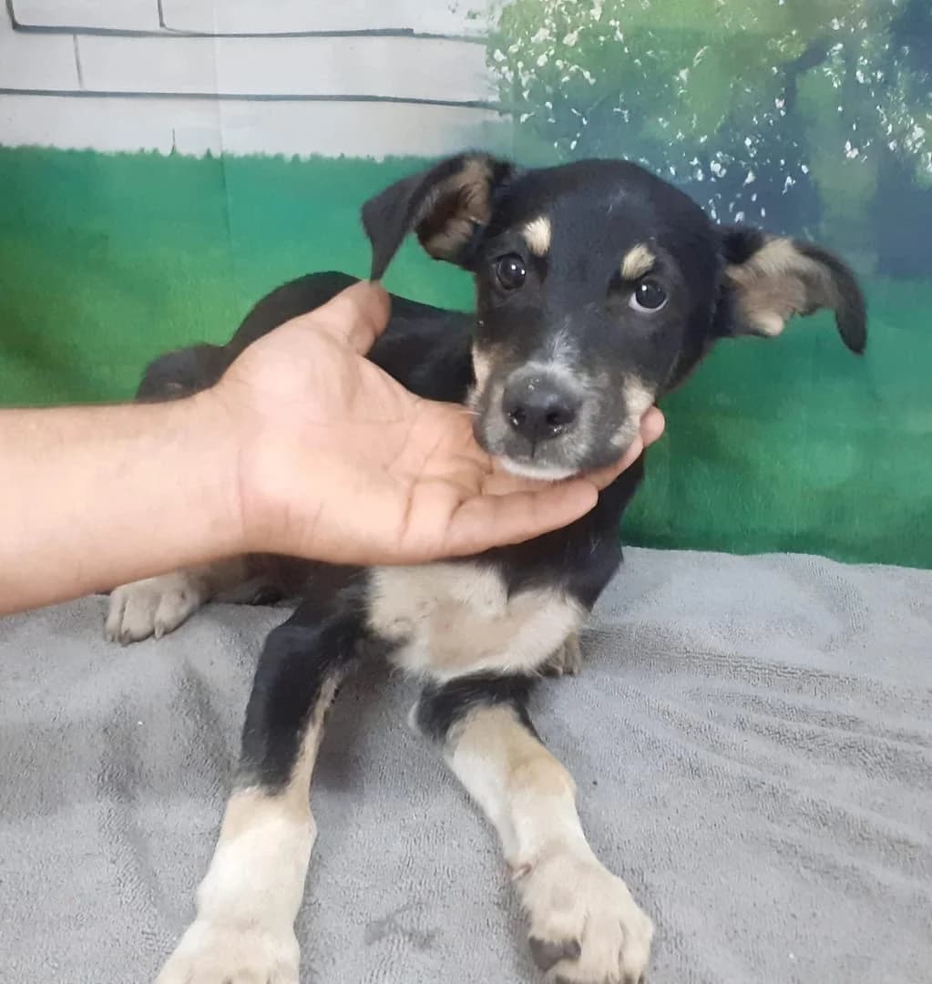 Lilly, Negru female puppy Mixed Breed for adoption at ASPA București — Catalog Câini