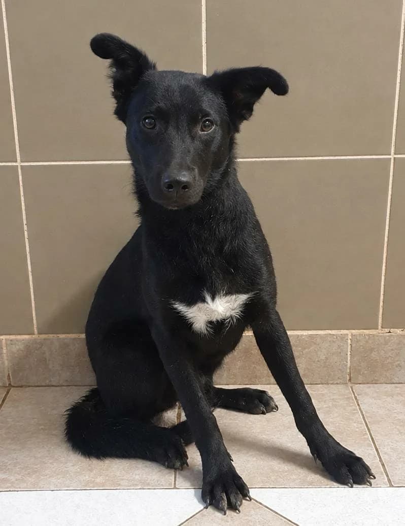Lola, Negru female young Mixed Breed for adoption at ASPA București — Catalog Câini