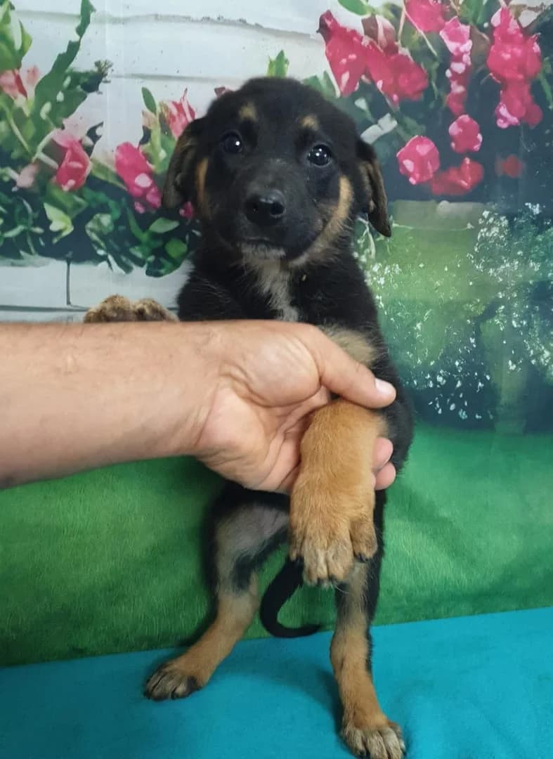 Nova, Negru female puppy Mixed Breed for adoption at ASPA București — Catalog Câini