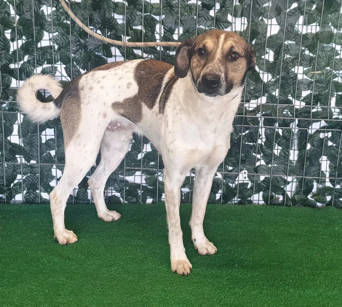 Max, Alb male young Mixed Breed for adoption at ASPA București — Catalog Câini