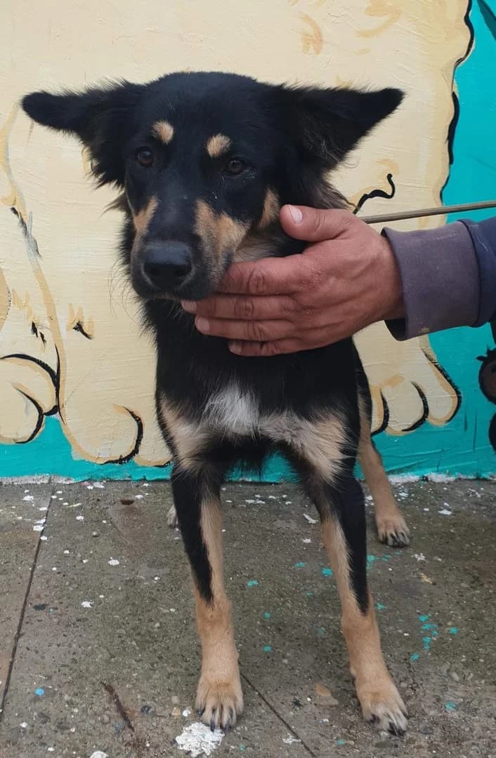 Ellie, Negru female young Mixed Breed for adoption at ASPA București — Catalog Câini