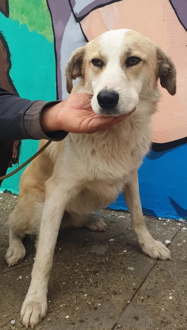 Ryder, Bej male young Mixed Breed for adoption at ASPA București — Catalog Câini