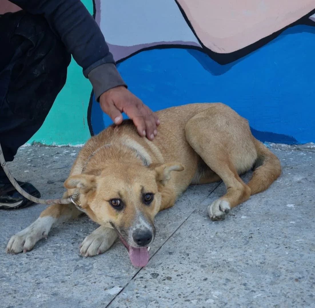 Sasha, Roșcat female young Mixed Breed for adoption at ASPA București — Catalog Câini