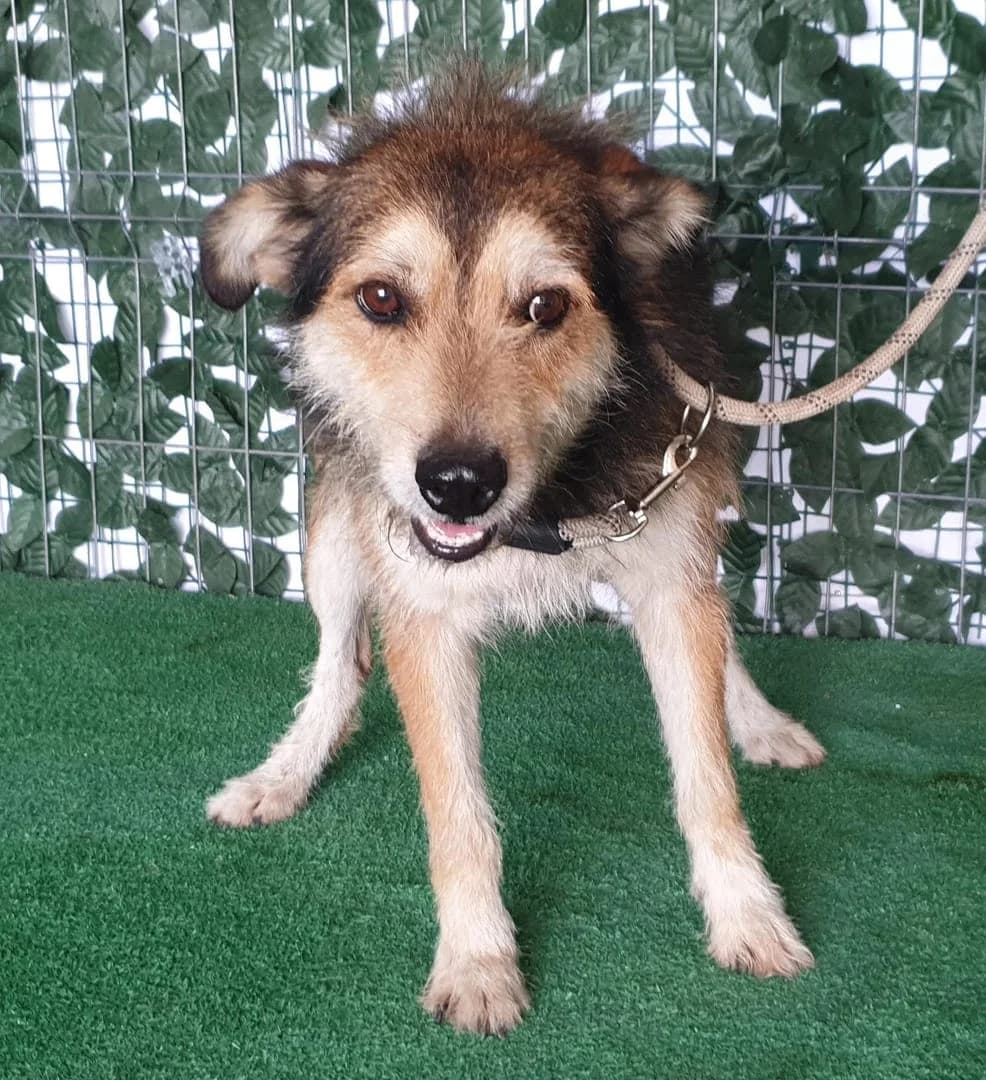Jade, Maro male 4yo Mixed Breed for adoption at ASPA București — Catalog Câini