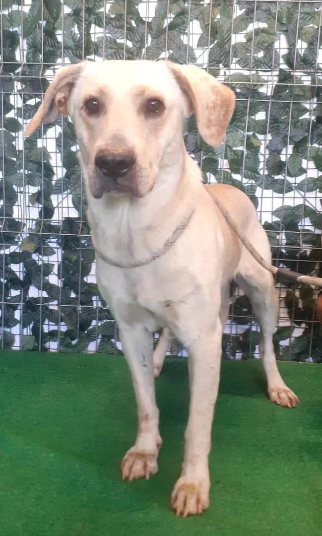 Phoenix, Alb male 7yo Mixed Breed for adoption at ASPA București — Catalog Câini