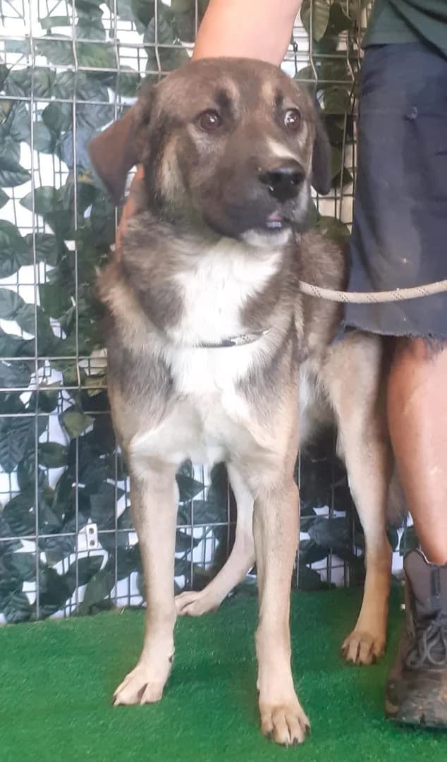 Cooper, Bej male young Mixed Breed for adoption at ASPA București — Catalog Câini