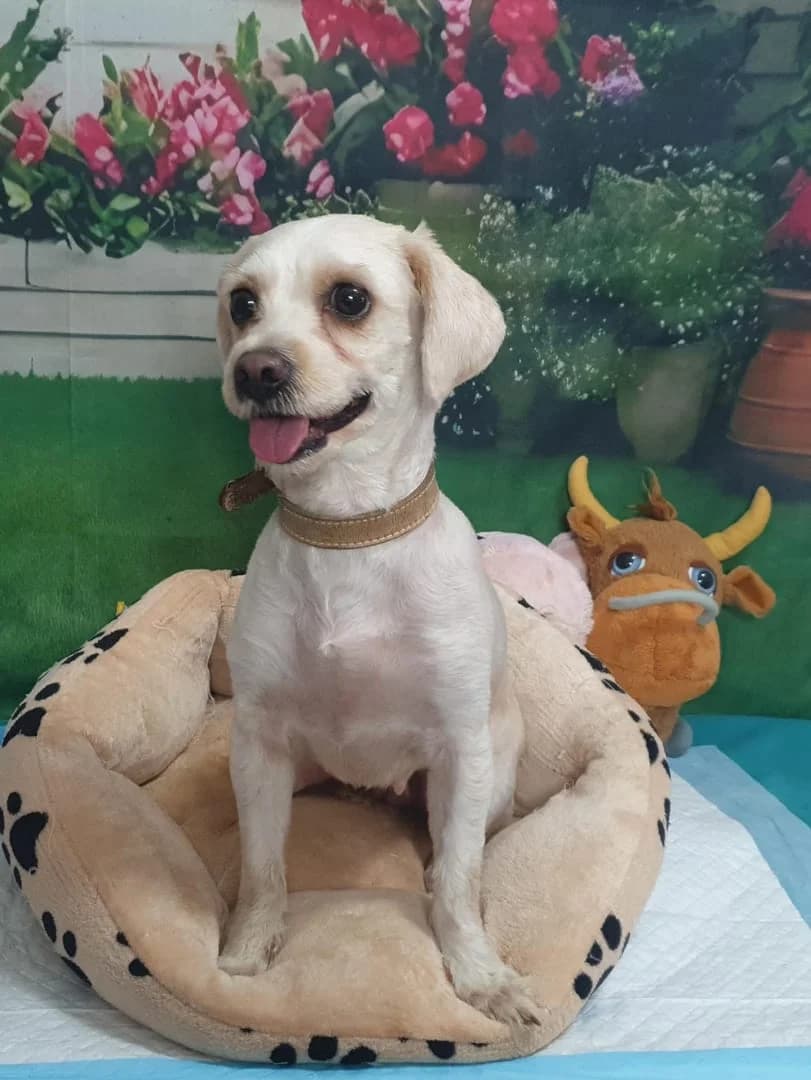 Fifi, Alb female 3yo Mixed Breed for adoption at ASPA București — Catalog Câini