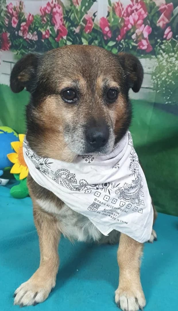 Nero, Maro male 7yo Mixed Breed for adoption at ASPA București — Catalog Câini