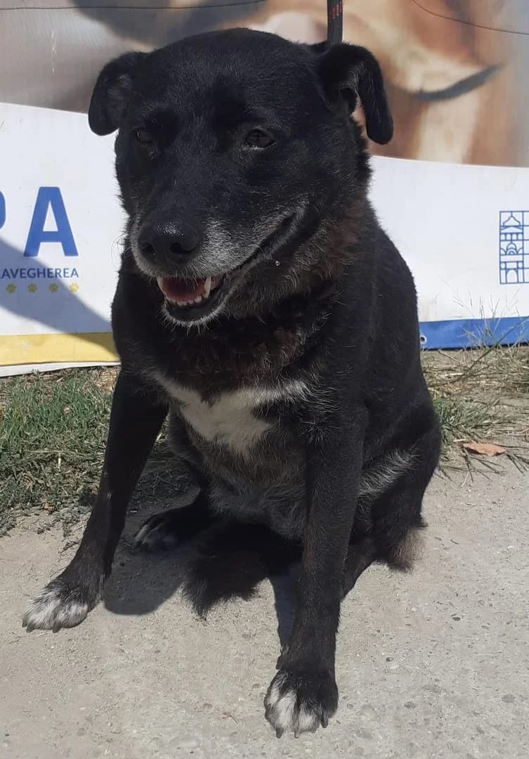 Bella, Negru female 4yo Mixed Breed for adoption at ASPA București — Catalog Câini