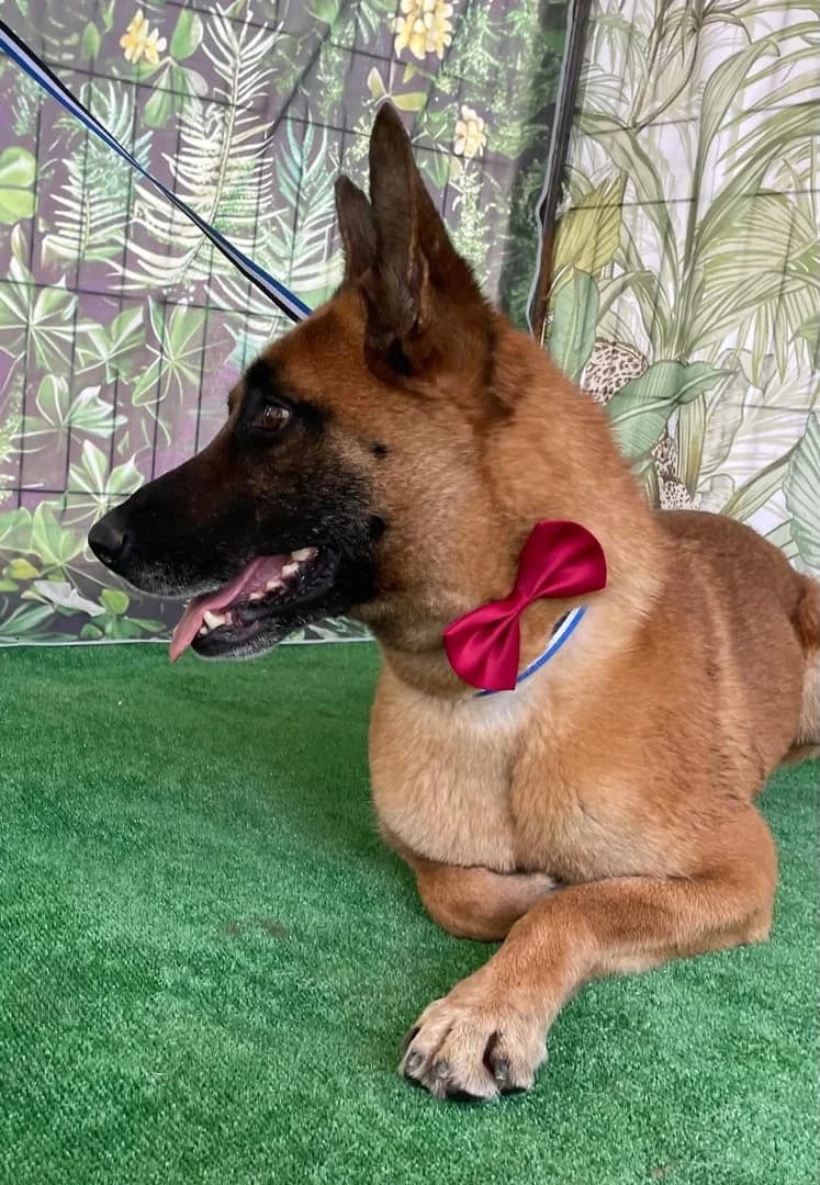 Rita, MELINOIS female young Mixed Breed for adoption at ASPA București — Catalog Câini