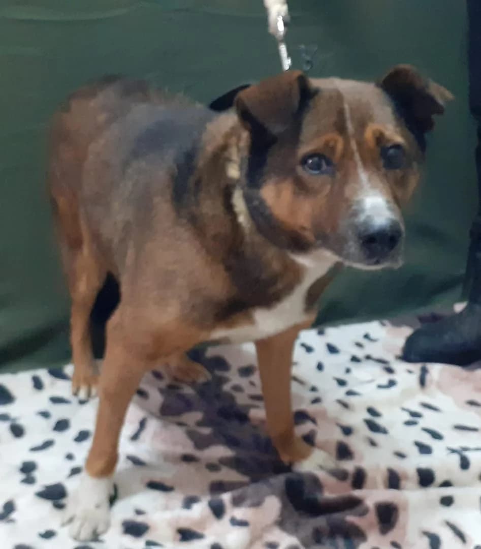 Jade, Maro male 3yo Mixed Breed for adoption at ASPA București — Catalog Câini