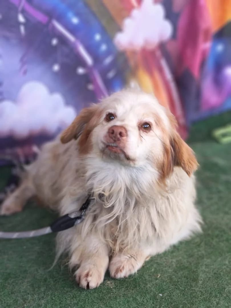 Spike, Alb male 4yo Mixed Breed for adoption at ASPA București — Catalog Câini