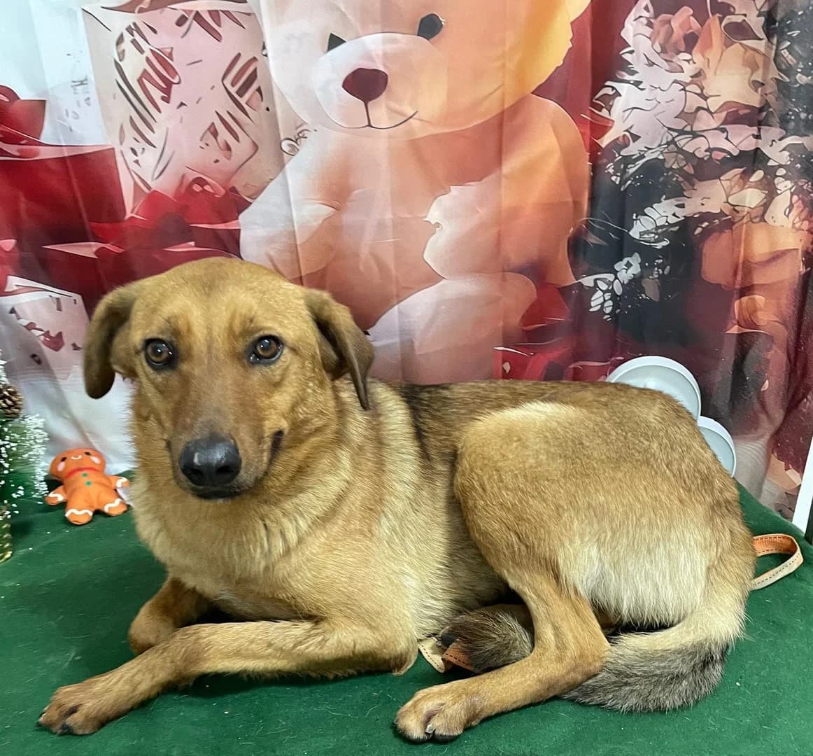CAPATANOSUL, Maro male senior Mixed Breed for adoption at ASPA București — Catalog Câini