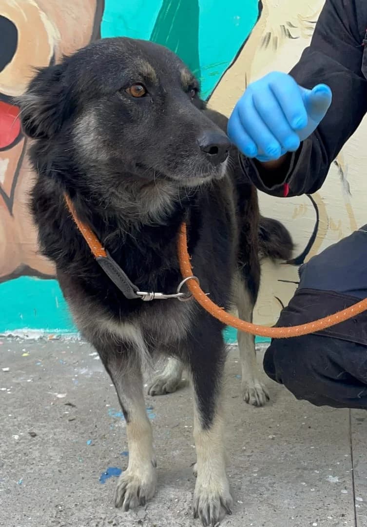 Lola, Negru female young Mixed Breed for adoption at ASPA București — Catalog Câini