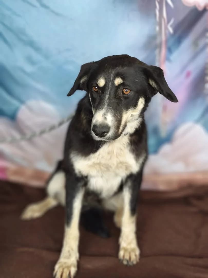 Lilly, Negru female 3yo Mixed Breed for adoption at ASPA București — Catalog Câini