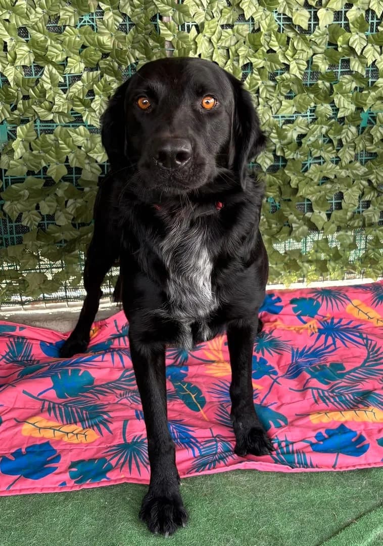Bentley, Negru male 3yo Mixed Breed for adoption at ASPA București — Catalog Câini