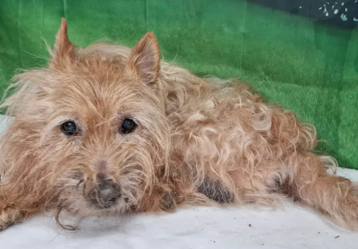 Toby, Bej male senior Mixed Breed for adoption at ASPA București — Catalog Câini
