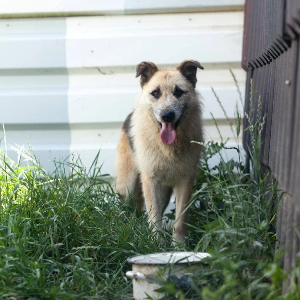 Rex- adopted Embla, male puppy mixed breed for adoption at Care For Dogs Romania