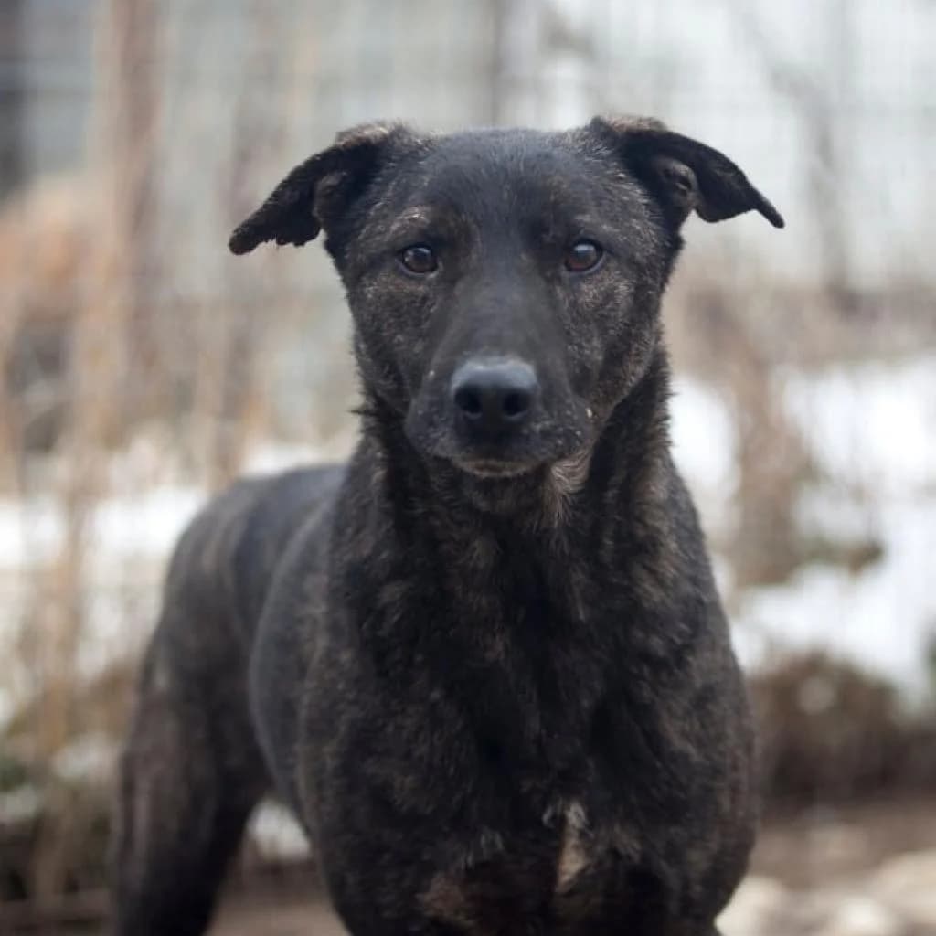Atlas, Black male puppy mixed breed for adoption at Care For Dogs Romania