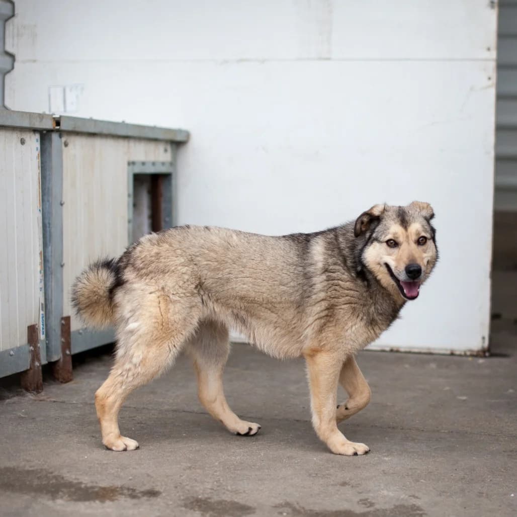 Venezia, Brown/Grey female puppy mixed breed for adoption at Care For Dogs Romania