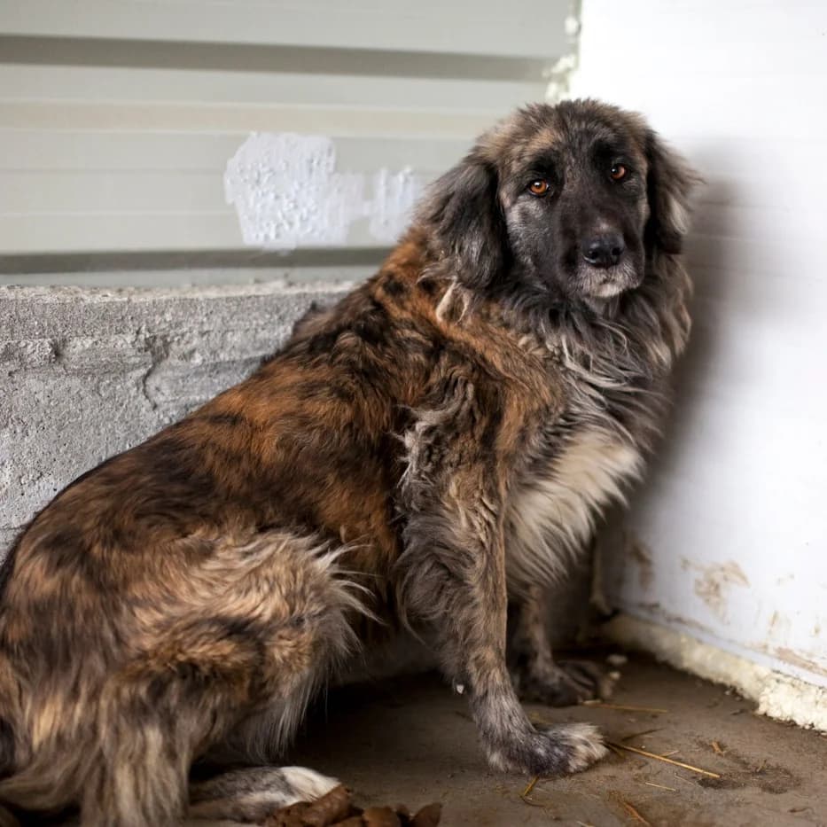 Nova, Grey/Black female puppy mixed breed for adoption at Care For Dogs Romania