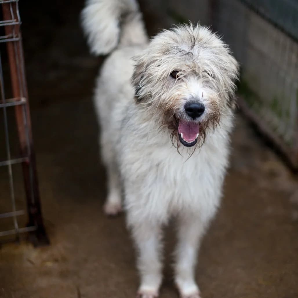 Ranja, Grey/Beige female puppy mixed breed for adoption at Care For Dogs Romania