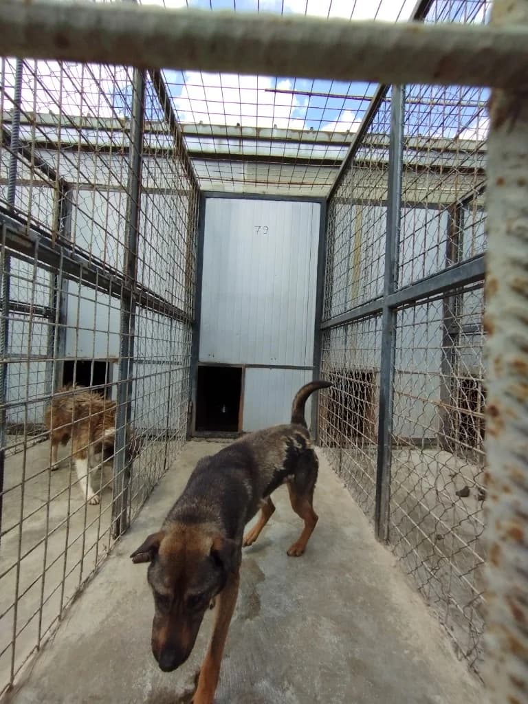 Boxa 79, Negru Labe Maro male 4yo Mixed Breed for adoption at Centru câini Cluj-Napoca (CGCFS), Cluj-Napoca