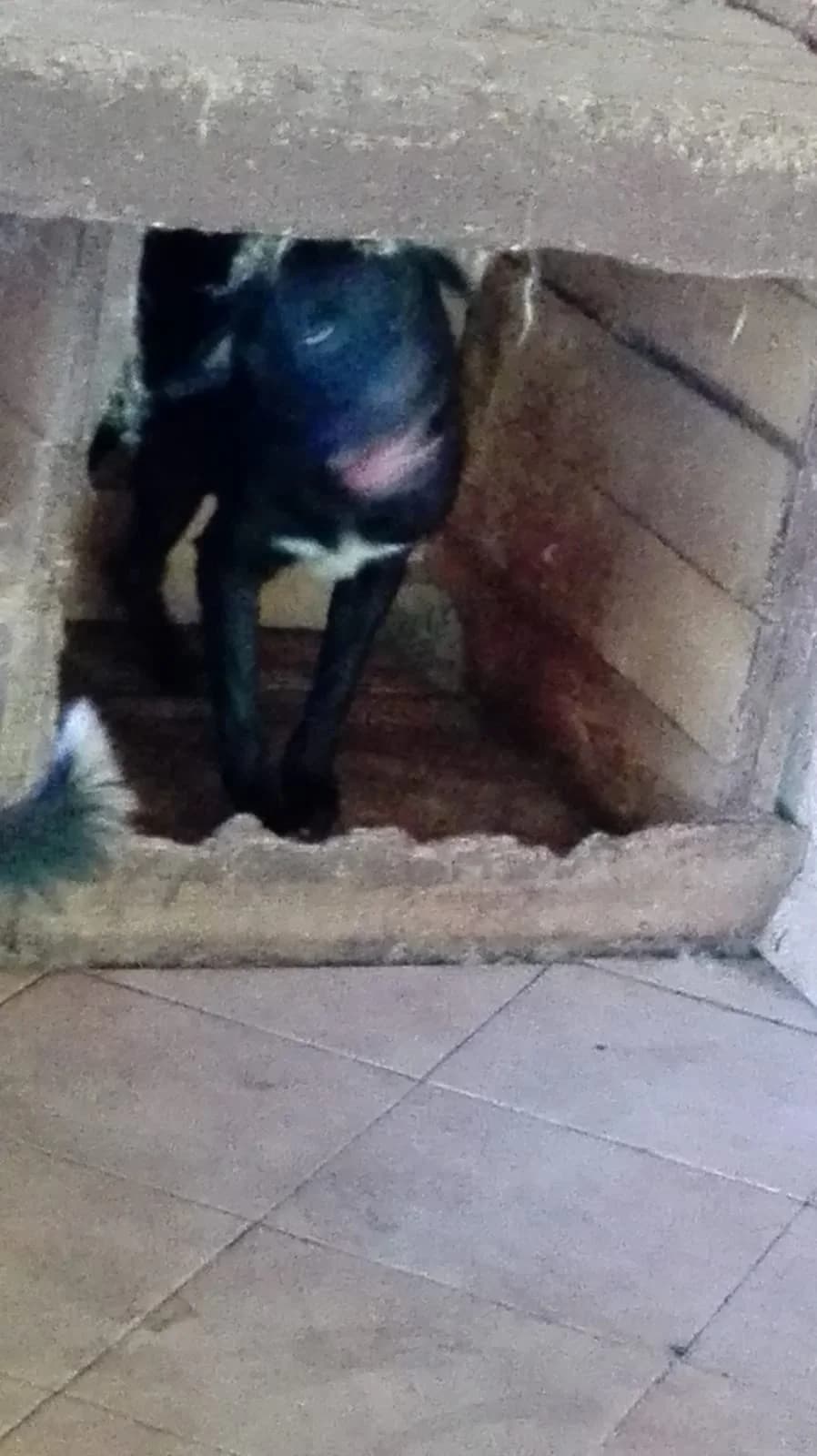 Dog 5278, Mixed Breed for adoption at Danyflor Timisoara, Timisoara