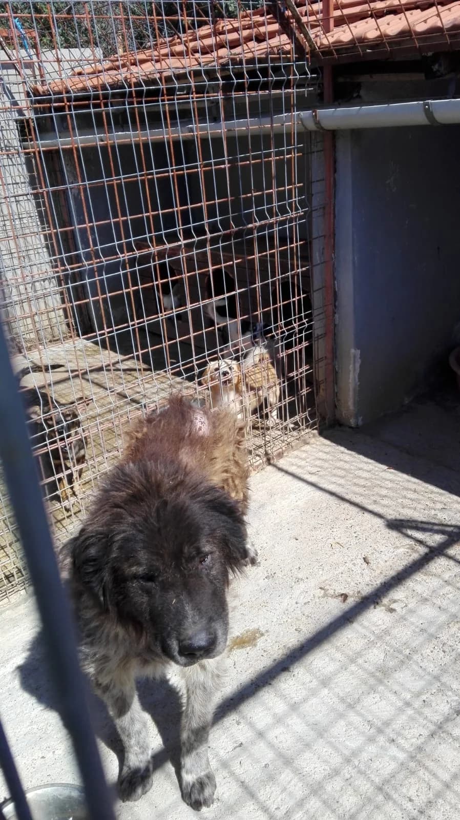 Dog 5280, Mixed Breed for adoption at Danyflor Timisoara, Timisoara