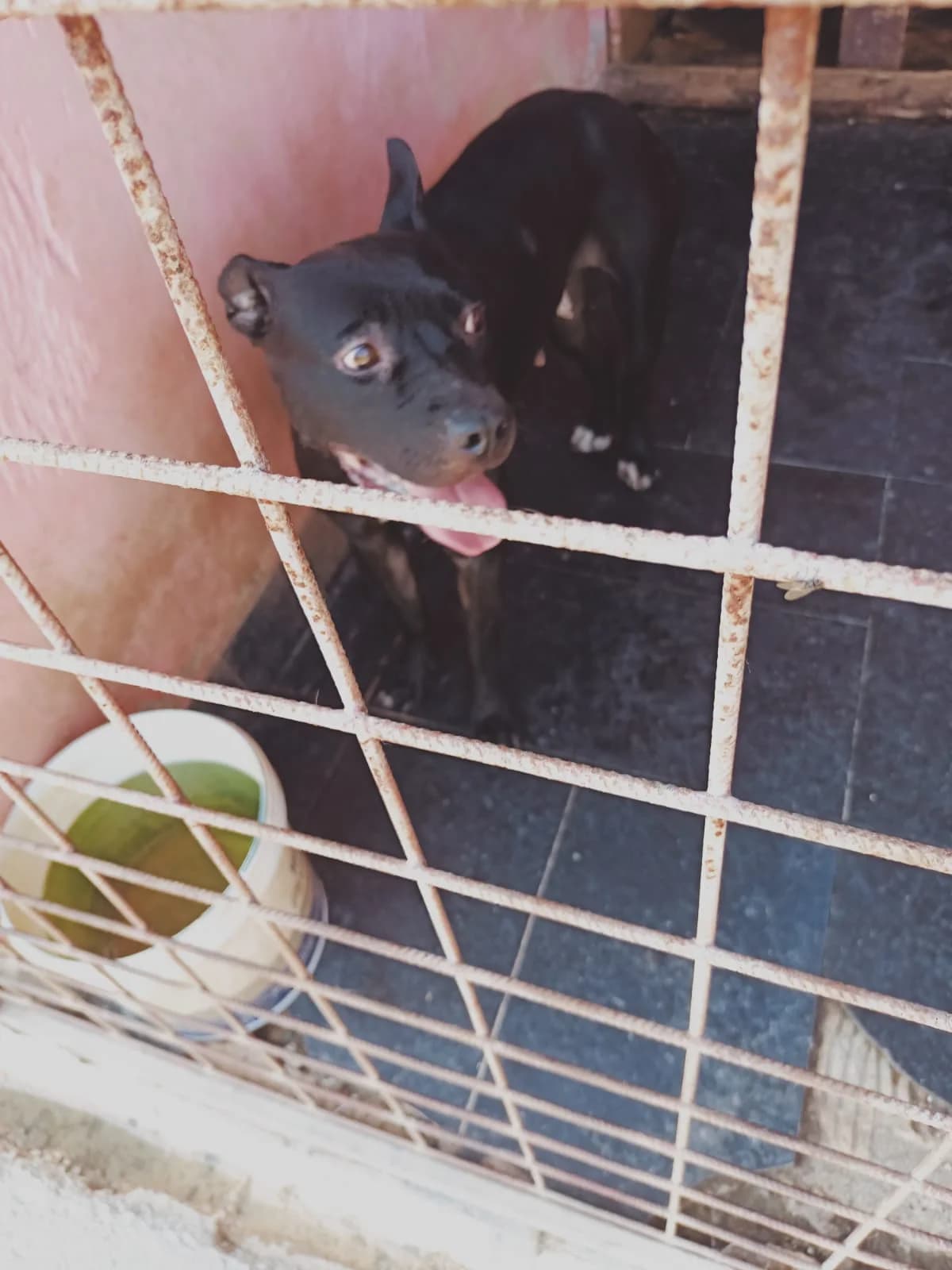Dog 5282, Mixed Breed for adoption at Danyflor Timisoara, Timisoara