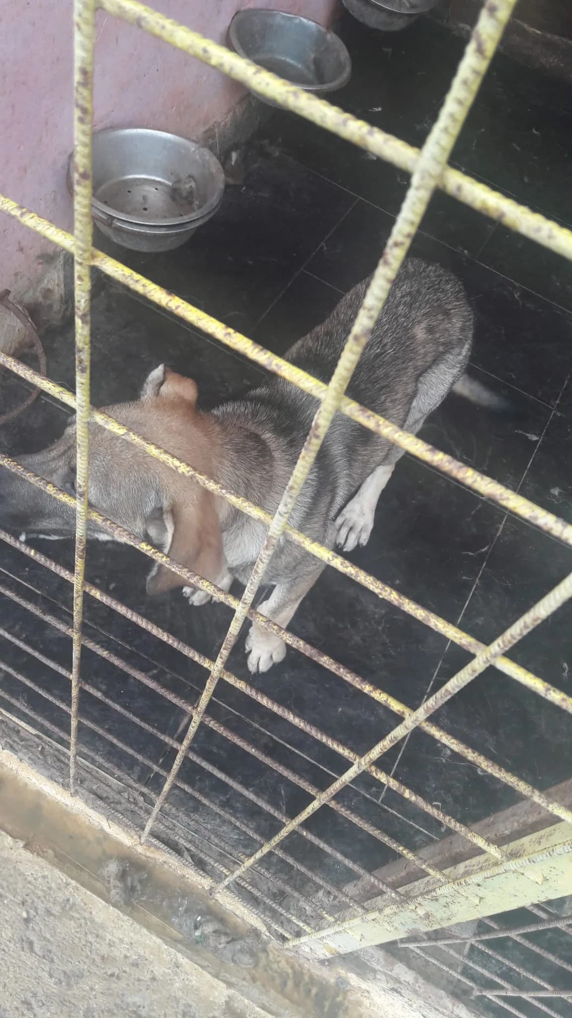 Cat 5284, Mixed Breed for adoption at Danyflor Timisoara, Timisoara
