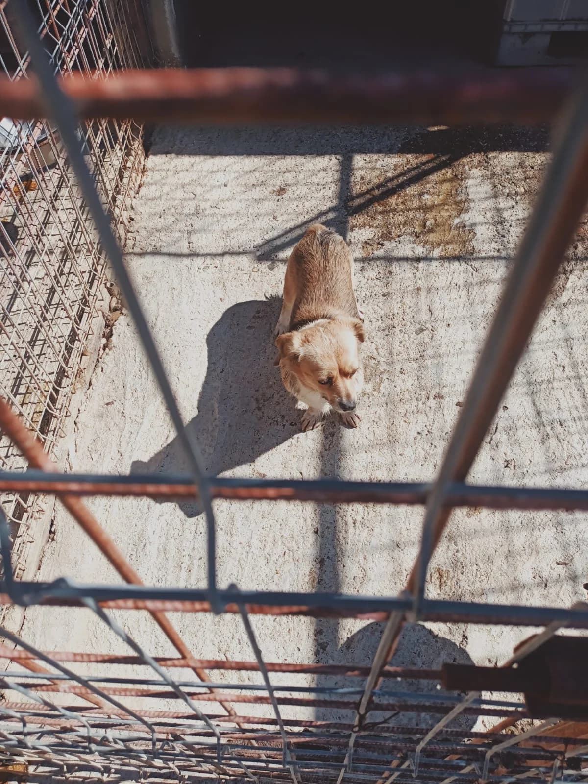 Dog 5318, Mixed Breed for adoption at Danyflor Timisoara, Timisoara