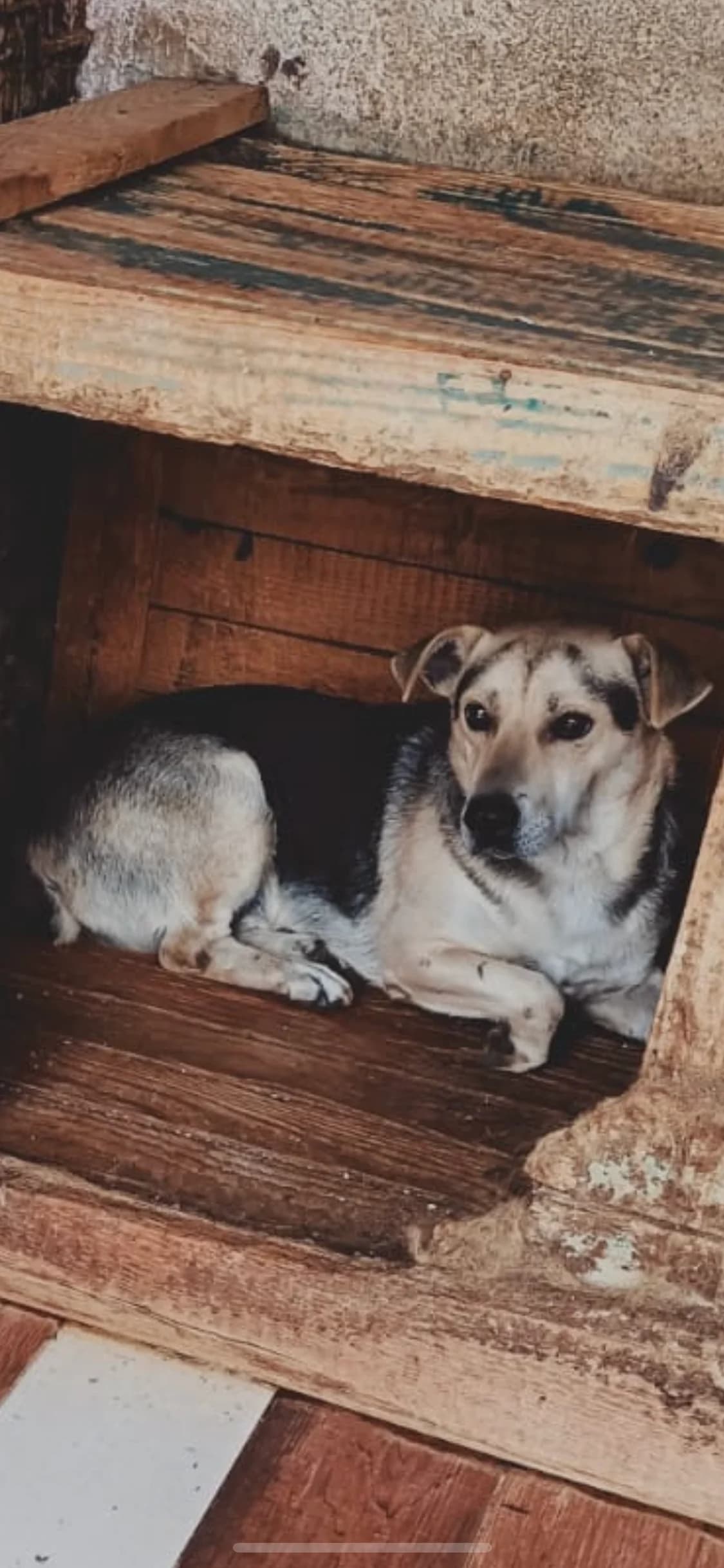 Dog 5412, Mixed Breed for adoption at Danyflor Timisoara, Timisoara