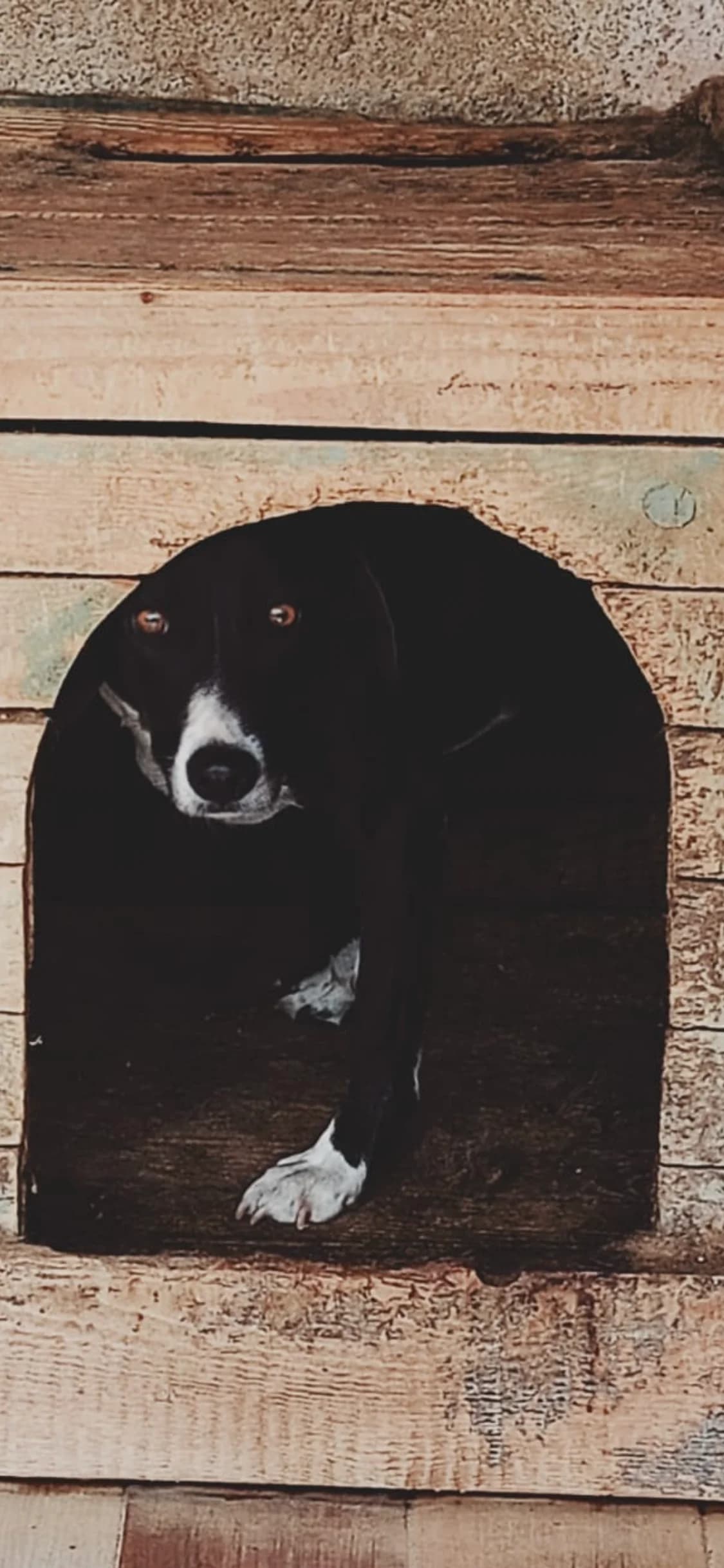 Dog 5414, Mixed Breed for adoption at Danyflor Timisoara, Timisoara