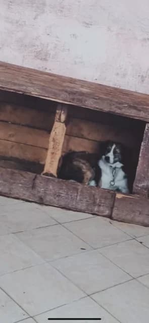 Dog 5421, Mixed Breed for adoption at Danyflor Timisoara, Timisoara