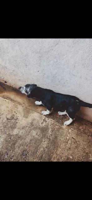 Dog 5425, Mixed Breed for adoption at Danyflor Timisoara, Timisoara